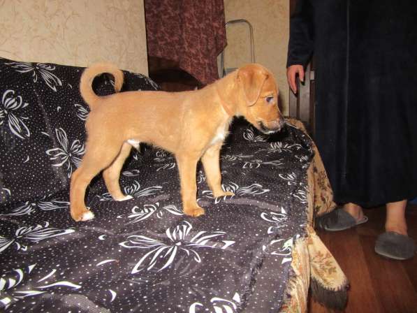 Ирландский терьер