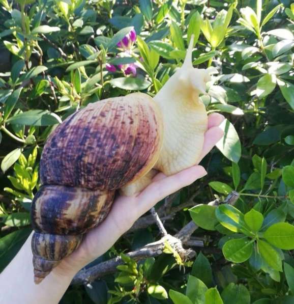 Куплю улитку ахатину (ретикуляту или иммакуляту)