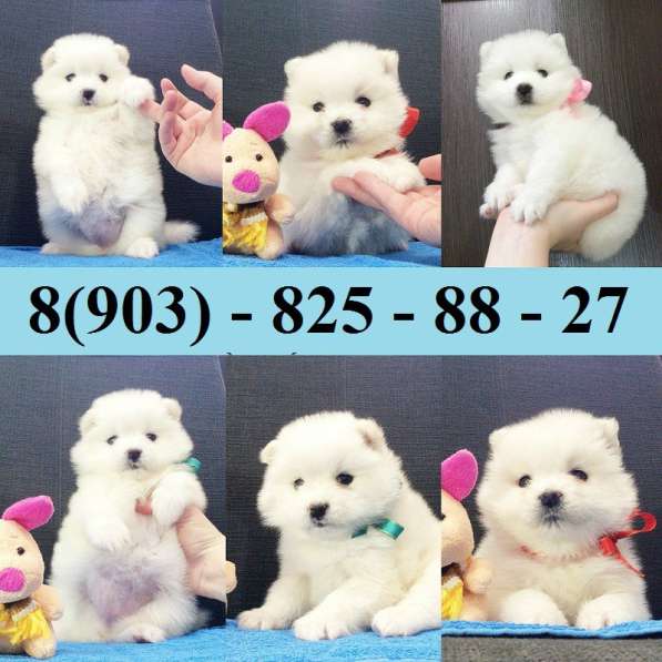 Самоедская лайка. потрясающие малыши