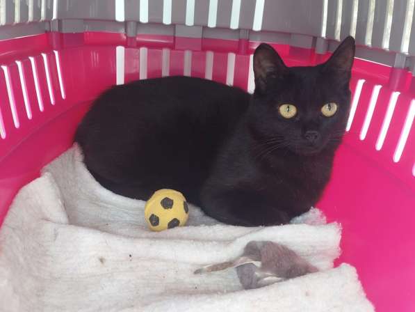 Кошка Чёрная Мамба ищет дом в Химках фото 3