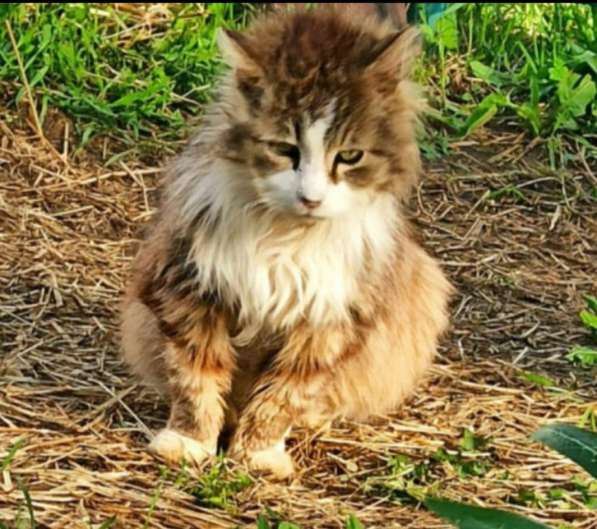 Один очень одинокий кот ищет хозяина в Санкт-Петербурге фото 10