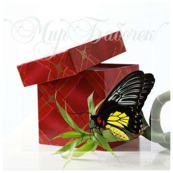 Живая бабочка к 8 марта! в Анапе фото 3
