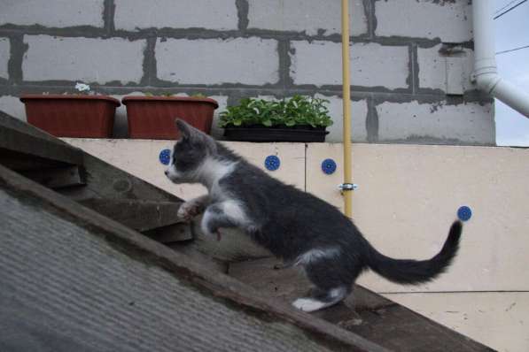 Котята в добрые руки в Томске фото 20