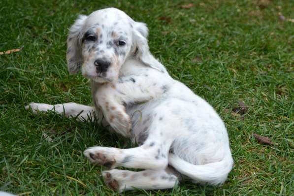 Английский сеттер щенки из элитного питомника в Москве фото 162