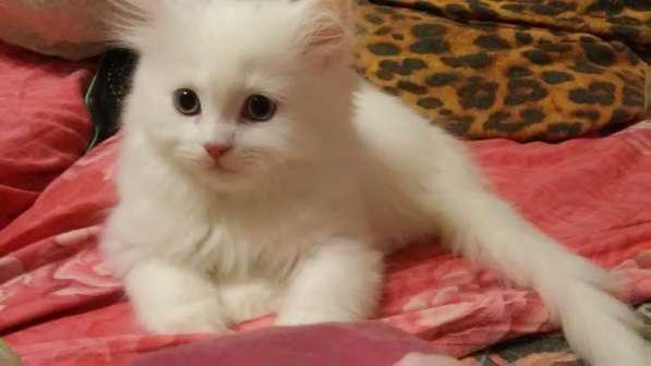 Продам белоснежных пушистых красавиц в Санкт-Петербурге фото 5