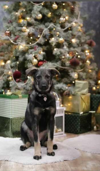 Щенок Рокси ищет семью в Москве фото 3