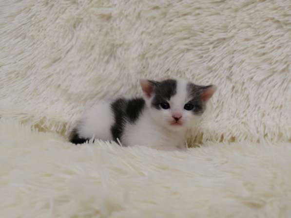 Без кота и жизнь не та! в Липецке фото 8