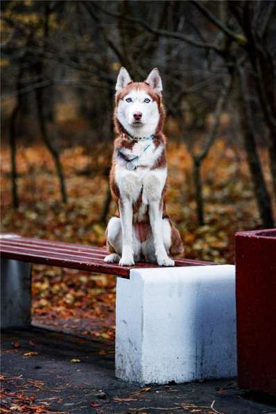 Девочка хаски в добрые руки в Москве фото 8