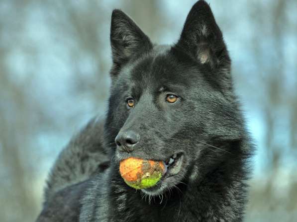 Дрессировка собак всех пород
