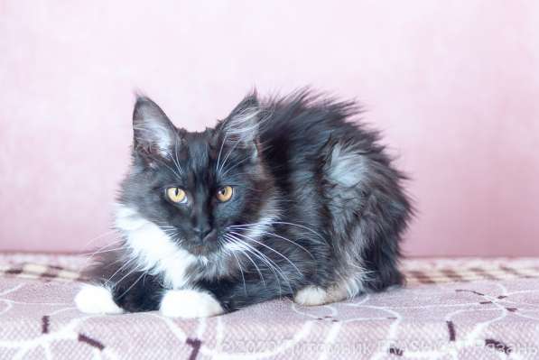 Котята Мейн Кун в Рязани фото 3