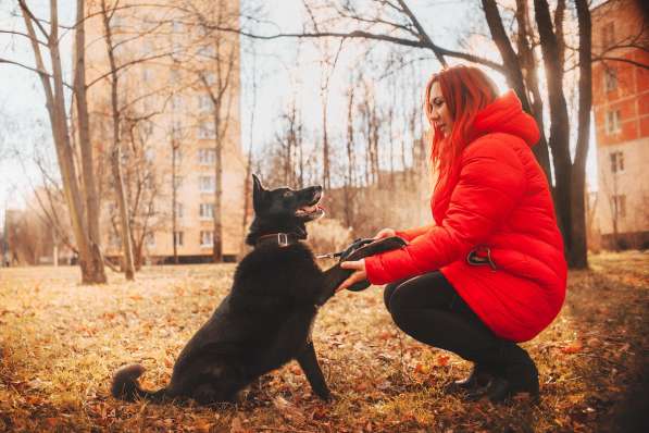 Домашняя собачка, дружит с кошками в Санкт-Петербурге фото 8