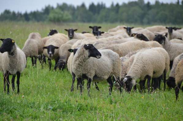 Племенные овцы породы Романовская (из Европы класса Элита) в фото 4