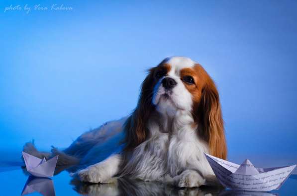 Кавалер кинг чарльз спаниель в Омске фото 7