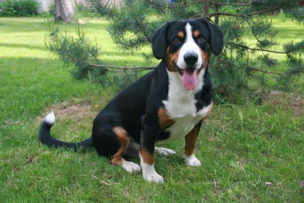 Entlebucher sennenhund в фото 8