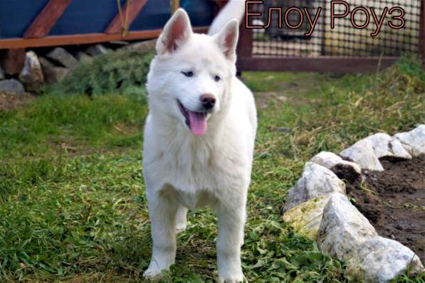 Белоснежные щенки сибирский хаски в Красноярске фото 5