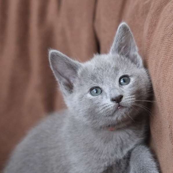 Котята Русская голубая в Тюмени фото 25