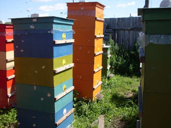 Мёд пчелиный Местный для жителей Кургана и пригорода 1,3кг в Кургане фото 5