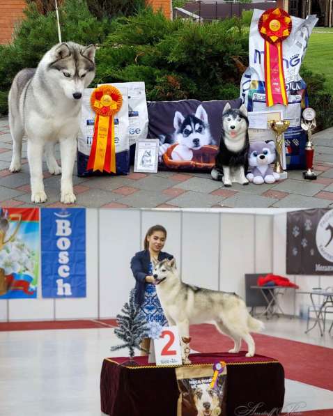 Две высокопородные девочки Хаски от Чемпионов! в Тюмени фото 27