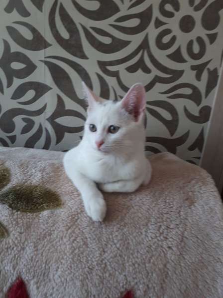 В добрые руки в Саратове фото 15