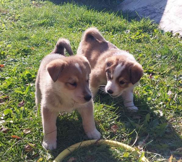 Щенок в Москве фото 6