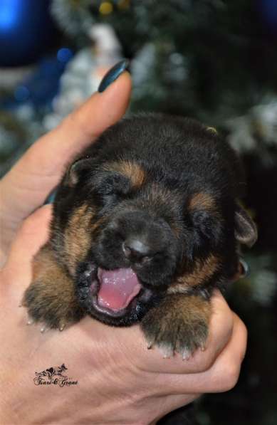 Щенки немецкой овчарки в фото 15