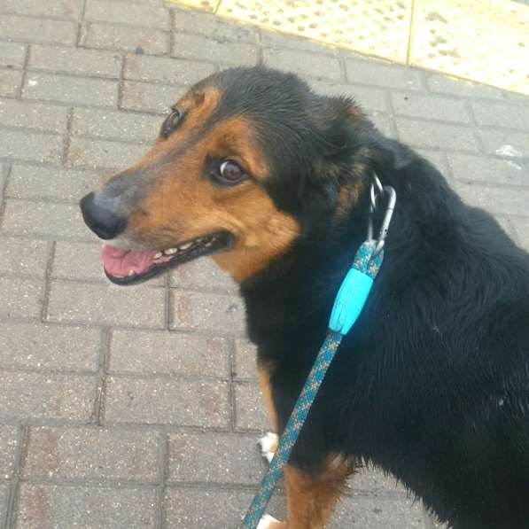 Метис овчарки Рекс ищет дом в Москве