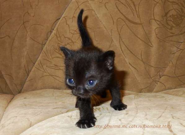 Черные бомбейские котята из Московского Питомника в Москве