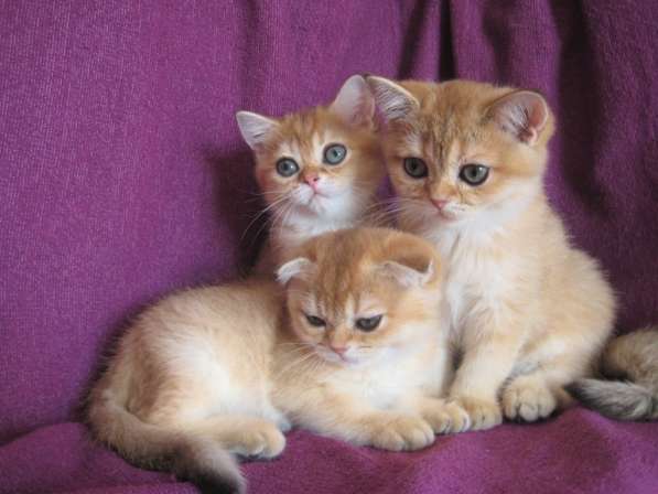 Золотые шотландские котята в Казани фото 4