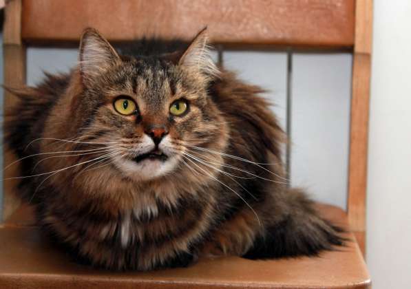 Кот в добрые руки. Сибирячок Стёпа в Калуге фото 14