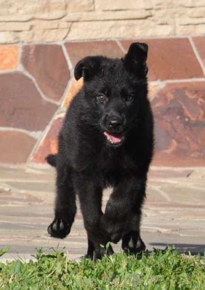 Черный щенок немецкой овчарки в Москве фото 4
