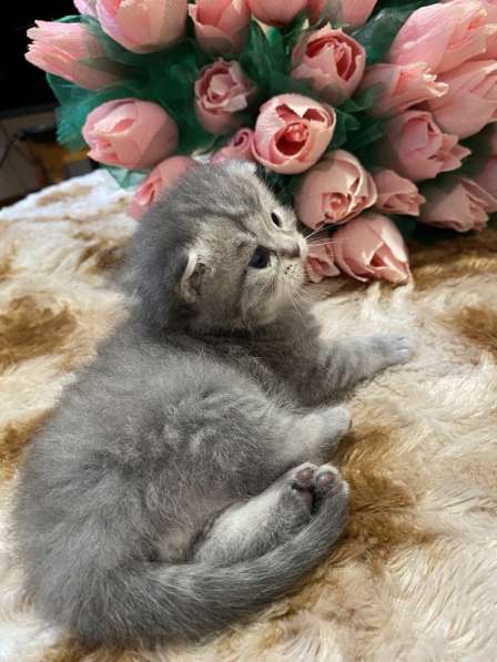 Продаются котята британские, вислоухие, родились 18.05) в Брянске фото 3