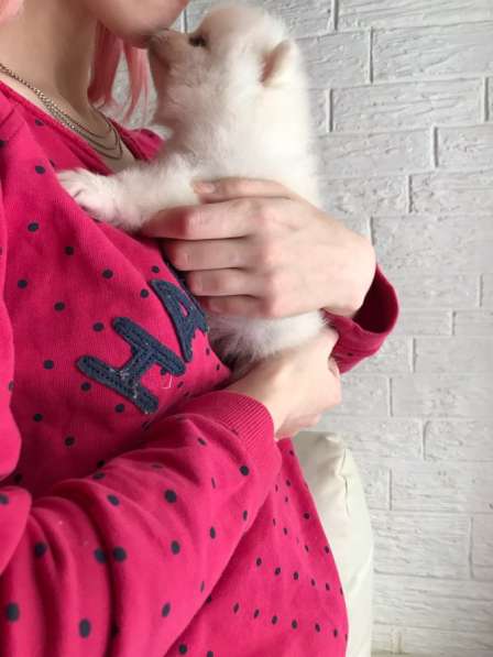 Щенки Шпица в Саратове фото 13