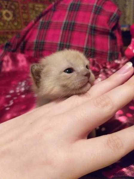 Бурманские котята в Санкт-Петербурге фото 6