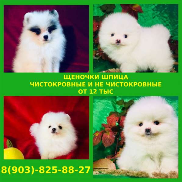 Красавцы померанцы