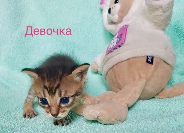 Котёнок девочка