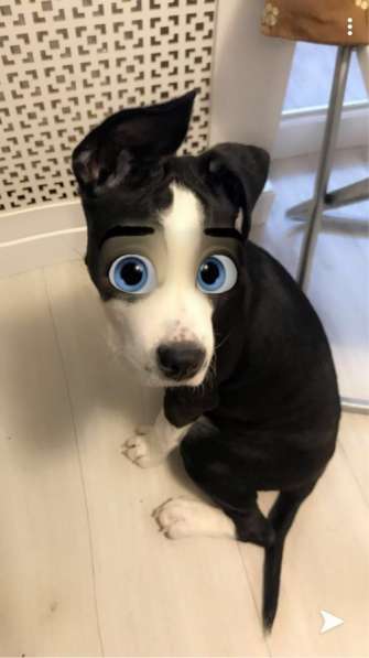 Щенок стаффа