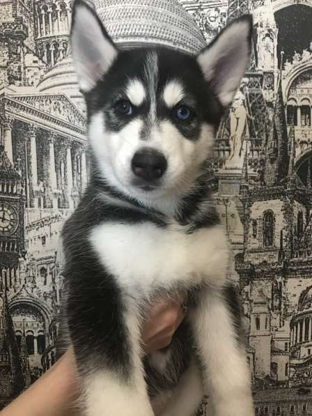 Сибирская хаски в Белгороде фото 8