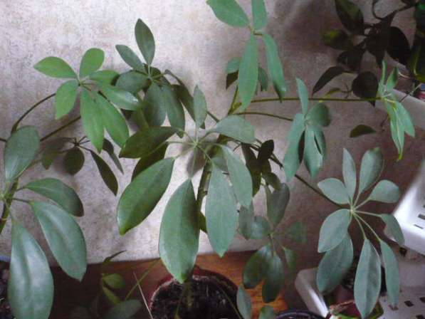 Продам комнатные цветы в Красноярске фото 7