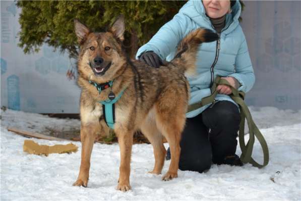 Молодая собачка Динга ищет семью в Москве фото 13