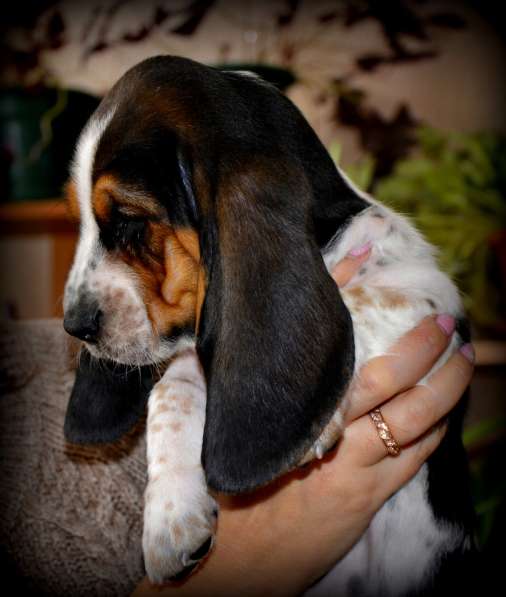 Щенки Бассет-хаунд в Армавире фото 30