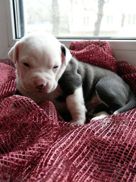 Щенки амстаффа в Красноярске фото 16