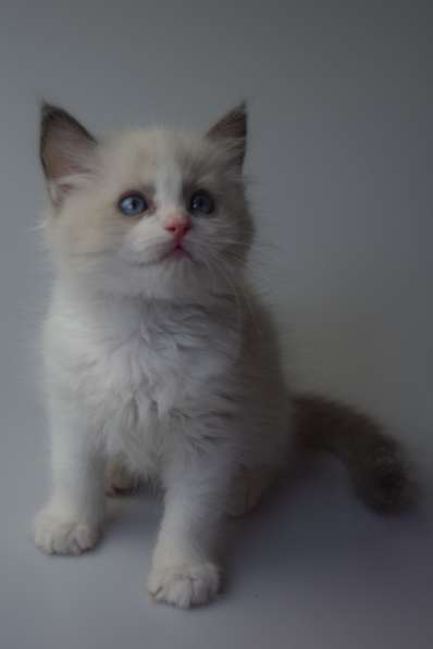 Котята Регдолл в Москве фото 24