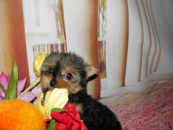 Мальчики йоркширского терьера в Москве фото 15