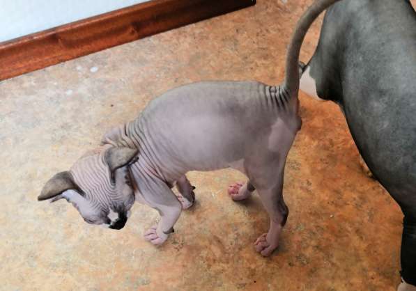 Канадский сфинкс