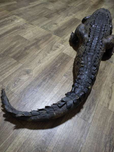 Чучело Крокодила в фото 4