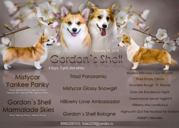 Щенки Вельш Корги Пемброк в Москве фото 8