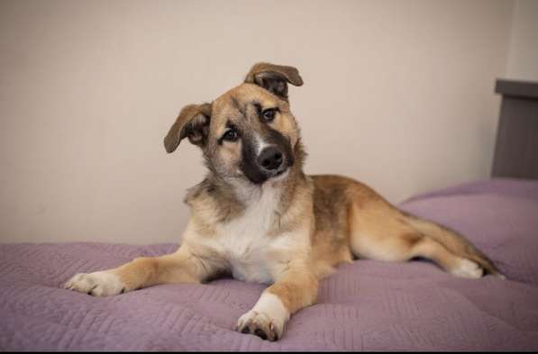 Рэксу очень нужен дом! в Москве фото 6