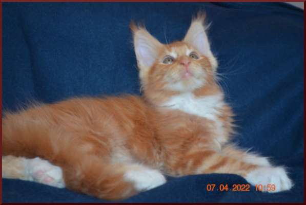 Роскошный черный котик мейн-кун из питомника в Астрахани фото 56