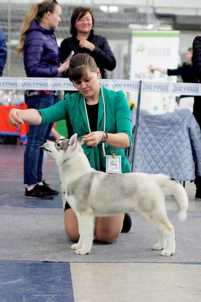 Ласковые смышленые щенки Хаски в Екатеринбурге фото 7