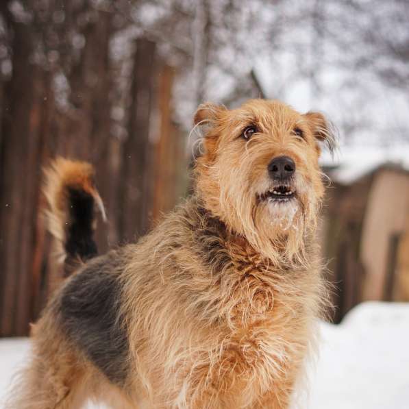 Мухтар ищет семью в Москве фото 27